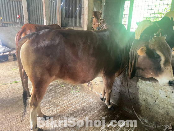 দেশি ষাড় গরু